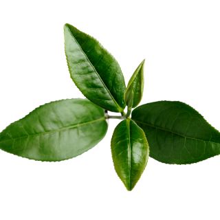 Екстракт от листа на зелен чай